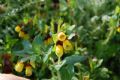 Cerinthe major